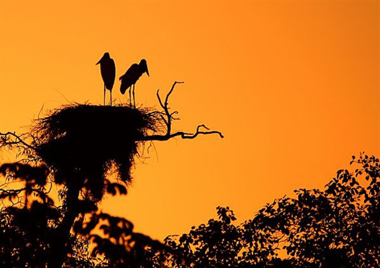 Declarado Patrimnio da Humanidade pela Unesco, o Pantanal Matogrossense fica na regio Centro-Oeste do Brasil, com 65% de seu territrio no Estado de Mato Grosso do Sul e 35% no Mato Grosso.